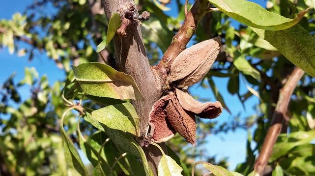 Rama de almendro con almendras en verano