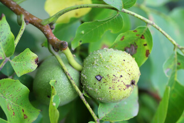 Walnut blister mite, Aceria tristriata, tristriatus, Symptoms of the pest on green walnut.  