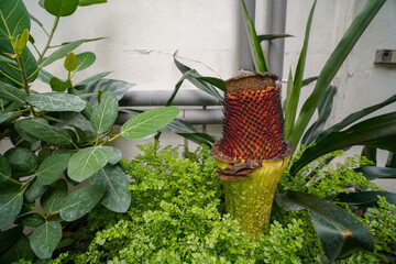 Fototapete bei efototapeten.de bestellen   