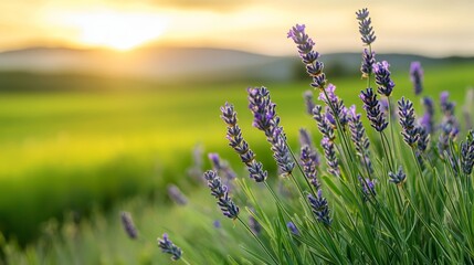 Fototapeta premium A field filled with lavender flowers in foreground, setting sun in background