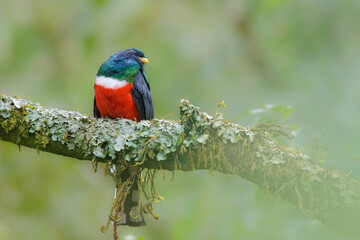 Coa . Trogon mexicanus