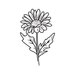 An elegant and beautiful daisy chrysanthemum flower in black isolated on white background. Hand drawn vector sketch illustration in doodle engraved vintage line art style. Coloring book, plant