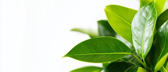 Obraz premium A crisp, close-up of a lush green plant against a pristine white backdrop Text space on the left