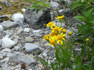Close up of flowers in greenery