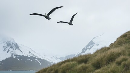 Majestic Birds Soaring Over Snowy Mountains