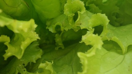 Macrography, fresh lettuce leaves stand out against a black background, creating a striking visual...