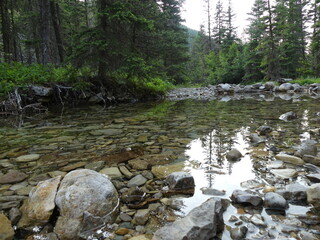 Clear water in a forest