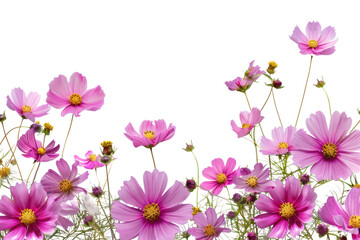 PNG Vibrant pink cosmos flowers bloom