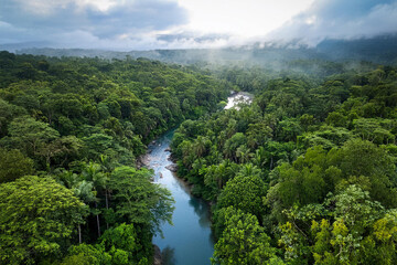 A breathtaking aerial drone shot of a vibrant jungle forest, with a river flowing through the lush canopy. This image showcases the serene and pristine beauty of nature from above, teeming with life.