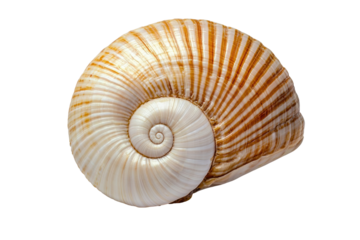 Close up of spiral seashell with striped pattern. The detailed texture and natural design of the shell are showcased in beautiful, intricate spiral formation. Isolated on transparent background, png.