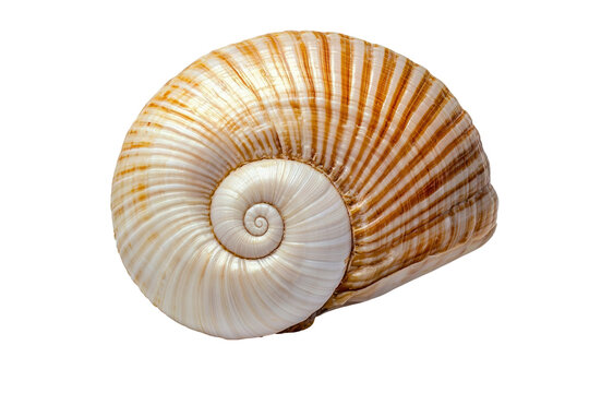 Close up of spiral seashell with striped pattern. The detailed texture and natural design of the shell are showcased in beautiful, intricate spiral formation. Isolated on transparent background, png.