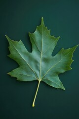 Fototapeta premium Green Leaf on Dark Green Surface