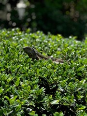 Lizard in bushes in key west tropical beach