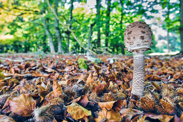 Macrolepiota Procera or parasol Mushroom Amongst Fallen Leaves