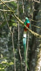 Fototapeta premium Quetzal- pharomachrus mocinno
