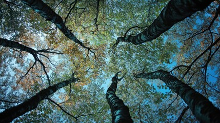 A Canopy of Trees, Viewed from Below