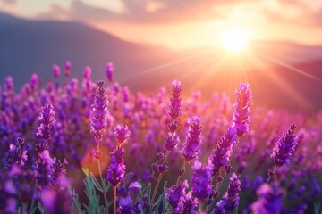 The sun is setting over a purple lavender field illuminating the flowers