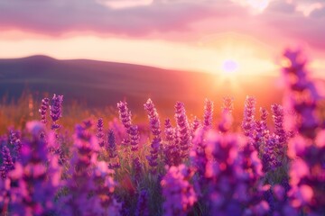 Naklejka premium Beautiful lavender flowers growing in field at sunset