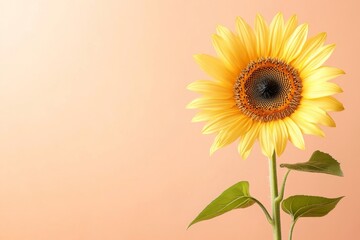 Vibrant sunflower against a peach background, showcasing nature's beauty with bright yellow petals and green leaves.