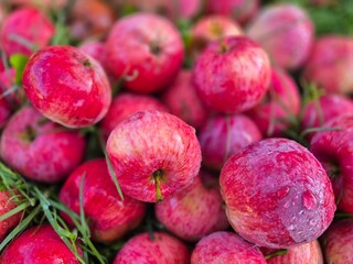 fresh red apples