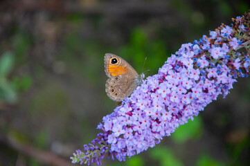 Buddleja purple flower. Butterfly bush. Butterfly or Buddleja flower. Buddleia flower purple color with butterfly insect. Maniola jurtina on Buddleja. Meadow brown butterfly. Winged insects