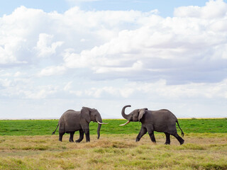 Fototapeta premium Two male african elephants (Loxodonta africana) fighting in the Savannah during a Safari