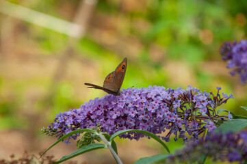 Butterfly bush. Butterfly or Buddleja flower. Buddleia flower purple color with butterfly insect. Maniola jurtina on Buddleja. Meadow brown butterfly. Buddleja purple flower. Copy space