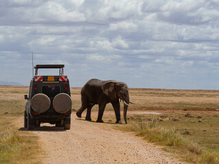 A big African elephant crossing in front of a tourist 4x4 vehicle