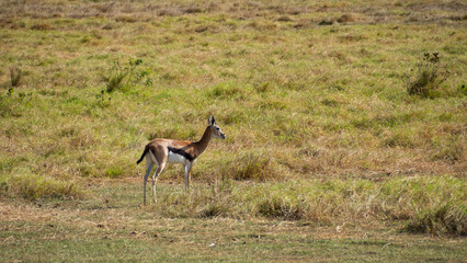 Female Thomson gazelle (Eudorcas thomsonii) its eyes scanning the horizon for predators.