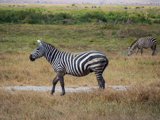Zebras (Equus quagga) during a Safari in Africa standing and eating grass