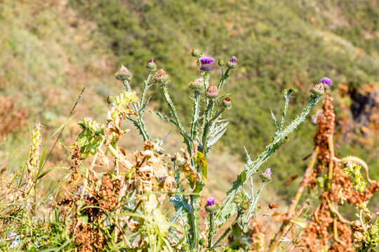 fresh thistle closeup on mountain slope in summer