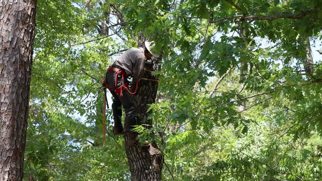Tree arborist using chainsaw to cut tree down, while wearing safety gear.