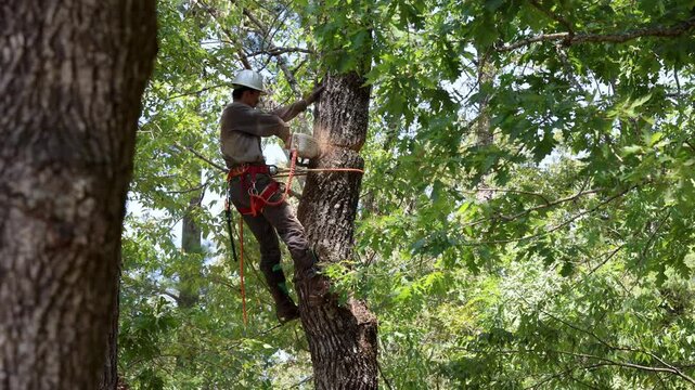 Tree arborist using chainsaw to cut tree down, while wearing safety gear.