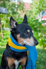 Pet dog outdoor. Dog in Ukrainian flag. Ukraine flag on dog pet. Flag of Ukraine. Independence day. Ukraine day. Flag day. Adopt pet