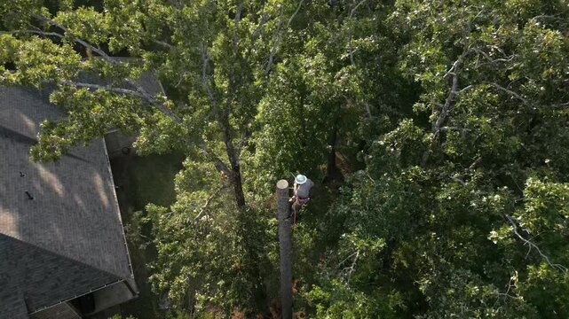 Tree arborist using chainsaw to cut tree down, while wearing safety gear.