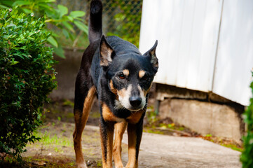 Dog outdoor. Pet dog has mestizo breed. Pet adoption. Adopt a dog. Pet day. Pet health care