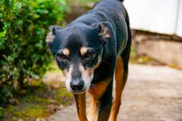Dog outdoor. Pet dog has mestizo breed. Pet adoption. Adopt a dog. Pet day. Pet bonding