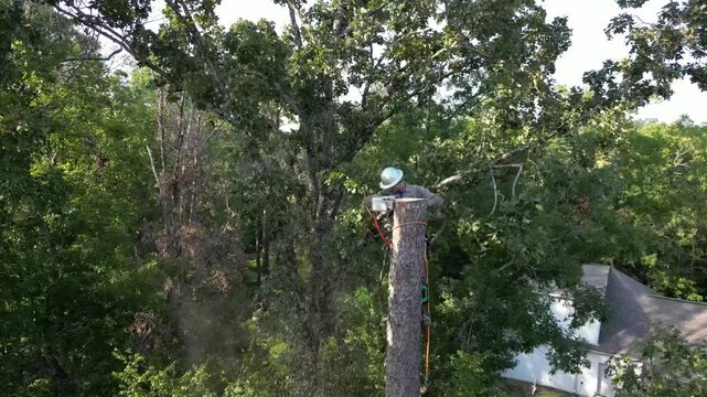 Tree arborist using chainsaw to cut tree down, while wearing safety gear.