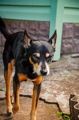 Dog outdoor. Pet dog has mestizo breed. Pet adoption. Adopt a dog. Pet day. Pet ownership