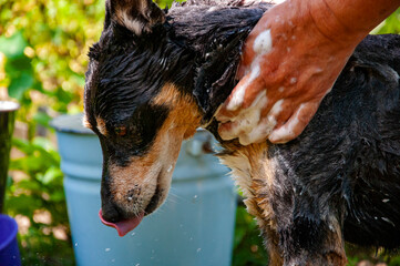 Hygiene and care of animals. Grooming salon. Dog owner washing his pet. Dog enjoying washing...