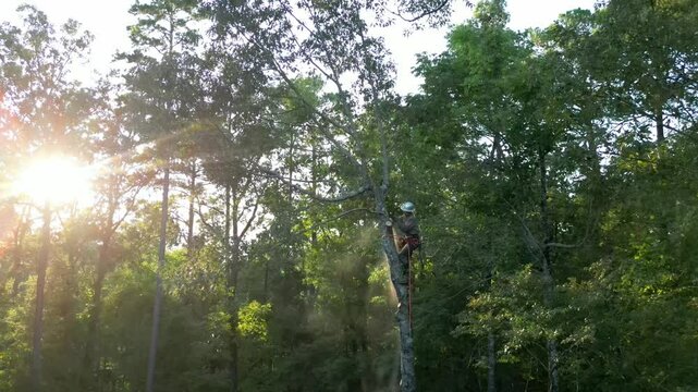 Tree arborist using chainsaw to cut tree down, while wearing safety gear.