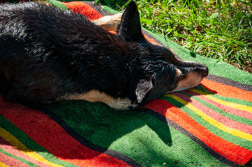 Wet dog dry itself outdoor. Pet animal care wash. Hygiene and care of wet pet. Grooming dog after washing shower. Dog drying. Drying and washing. Pet bath time treats