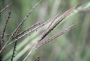 The forage plant Bothriochloa ischaemum grows in nature