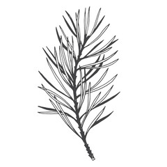 Hand-drawn black pine branch illustration on a white background. Botanical sketch for design and print.