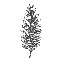Pine cone illustration isolated on white background
