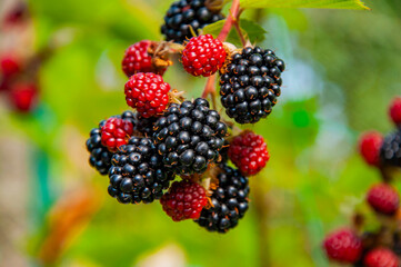 Fresh red ripe blackberries. Organic berry harvest. Vitamin garden. Blackberry berry. Branch of...
