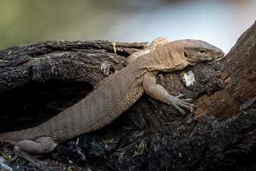A water monitor comes out on a branch to bask in winter sun, after a long foggy morning at Bharatpur, Rajasthan
