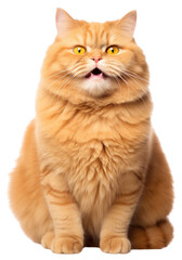 PNG Orange cat animal mammal angora.