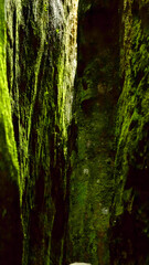Moss covered canyon wall