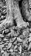 Rugged stones and twisted roots suggest forgotten stories buried deep creating haunting atmosphere...